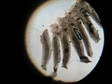 Hydropus nigrita image