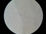 Hydropus nigrita image