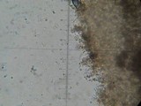 Hydropus nigrita image