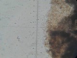 Hydropus nigrita image