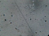 Hydropus nigrita image