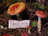 Hygrophorus speciosus image