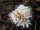 Ramariopsis kunzei image