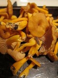 Cantharellus ignicolor image