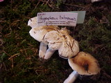 Hygrophorus bakerensis image