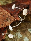 Mycena mucor image