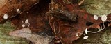 Mycena mucor image