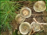 Russula variata image