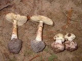 Amanita citrina f. lavendula image
