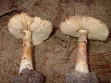 Amanita citrina f. lavendula image