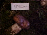 Hygrophorus purpurascens image