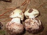 Amanita citrina f. lavendula image