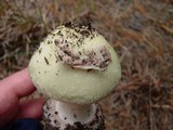 Amanita citrina f. lavendula image