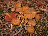 Cortinarius semisanguineus image
