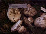 Hygrophorus subalpinus image