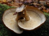 Polyporus brumalis image