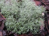 Cladonia furcata image