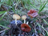 Hygrophorus siccipes image