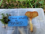 Hygrophorus siccipes image
