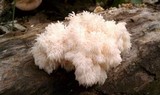 Hericium americanum image