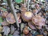 Psilocybe azurescens image