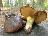 Suillus brunnescens image