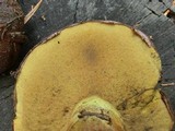 Suillus brunnescens image
