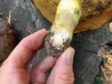 Suillus brunnescens image