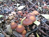 Psilocybe azurescens image