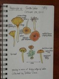 Hygrophorus siccipes image