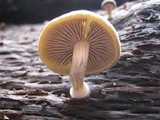 Simocybe centunculus var. centunculus image