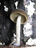 Simocybe centunculus var. centunculus image