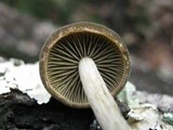 Simocybe centunculus var. centunculus image