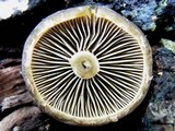 Simocybe centunculus var. centunculus image