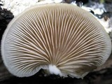 Crepidotus mollis image