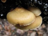 Crepidotus mollis image
