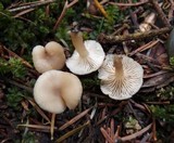 Clitocybe vibecina image