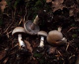Cortinarius anomalus image
