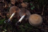 Cortinarius anomalus image