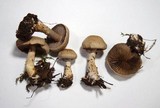 Cortinarius anomalus image