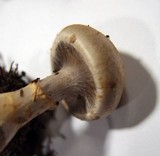 Cortinarius anomalus image