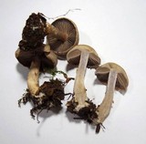 Cortinarius anomalus image