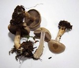 Cortinarius anomalus image