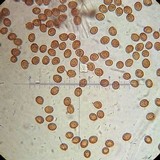 Cortinarius anomalus image