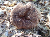 Sarcodon scabrosus image