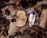 Cortinarius croceocaeruleus image