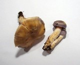Cortinarius croceocaeruleus image