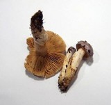 Cortinarius croceocaeruleus image