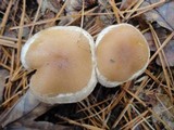 Hebeloma mesophaeum image