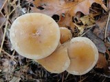 Hebeloma mesophaeum image